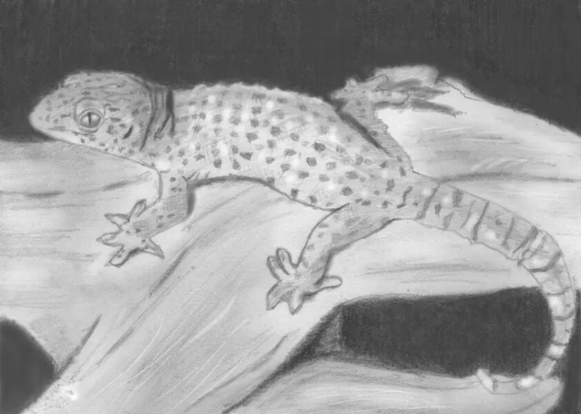 Learn How to Draw Reptiles in Pencil For the Absolute Beginner