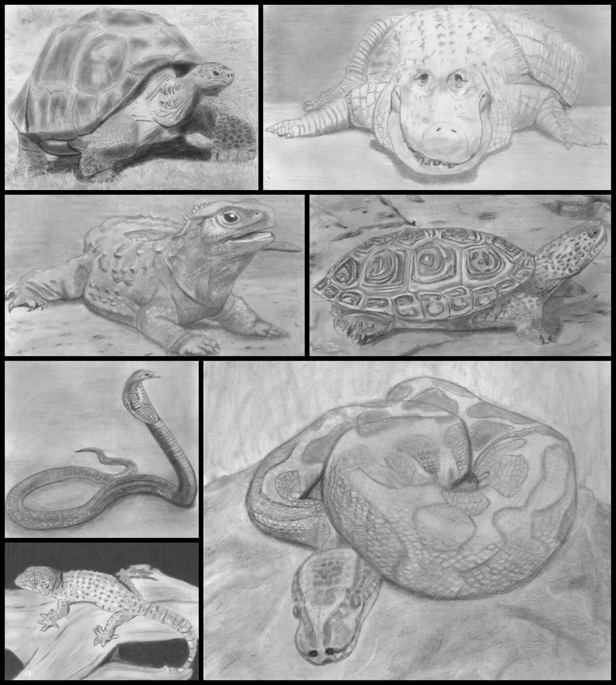 Learn How to Draw Reptiles in Pencil For the Absolute Beginner