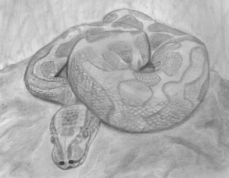 Learn How to Draw Reptiles in Pencil For the Absolute Beginner