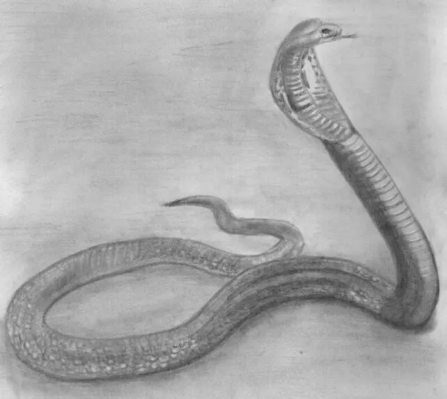 Learn How to Draw Reptiles in Pencil For the Absolute Beginner