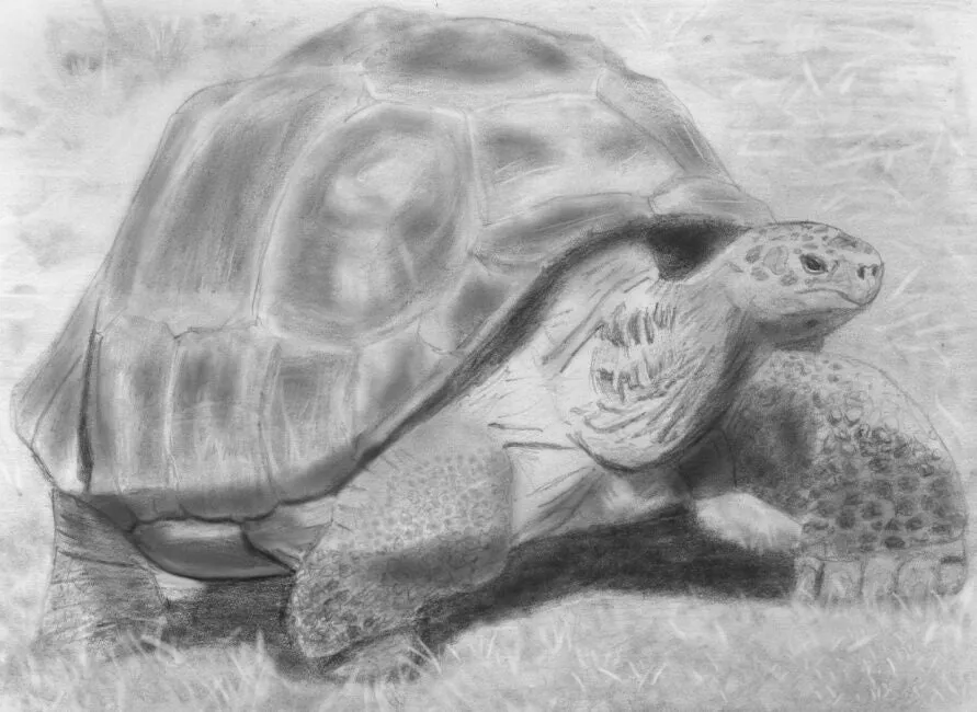 Learn How to Draw Reptiles in Pencil For the Absolute Beginner